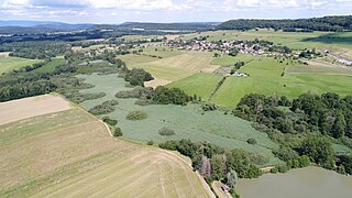 Vegetazione paludosa ai margini di un campo.