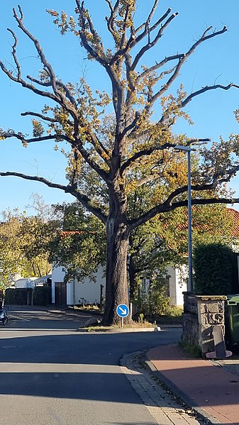 File:2022-11-01 Alte Eiche auf einer Verkehrsinsel in Benthe.jpg