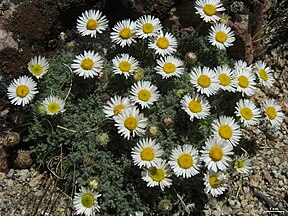 Erigeron compositus