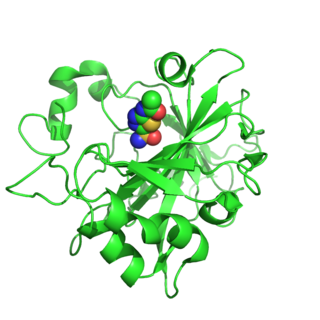 Carbonic anhydrase 14 Protein-coding gene in the species Homo sapiens