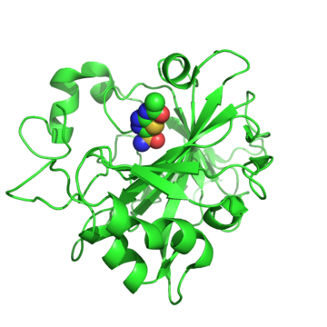 Carbonic anhydrase 14