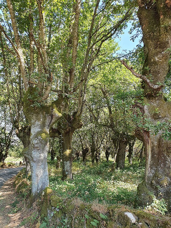 A Caracocha, Antas de Ulla, Antas de Ulla