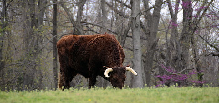 An American Milking Devon bull at pasture