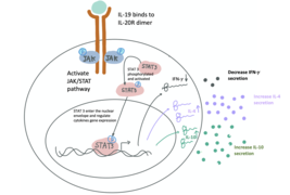 A demonstration of IL-19 binds to IL20 Receptor on the surface of immune cells to regulate cytokines expression.png