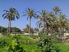 A farm in Awjilah.JPG