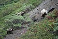 A mother bear and two yearlings - panoramio.jpg