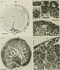 File:Abatus cordatus Gastrulation.jpg (Category:Abatus cordatus)