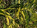 Acacia concurrens inflorescences Navarre St 7th Brigade Park Chermside L1020085.jpg