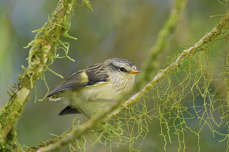 File:Acanthisitta chloris granti 111560532.jpg