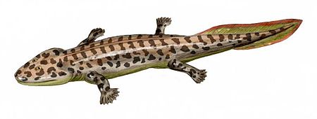 Restoration of Acanthostega Acanthostega BW.jpg