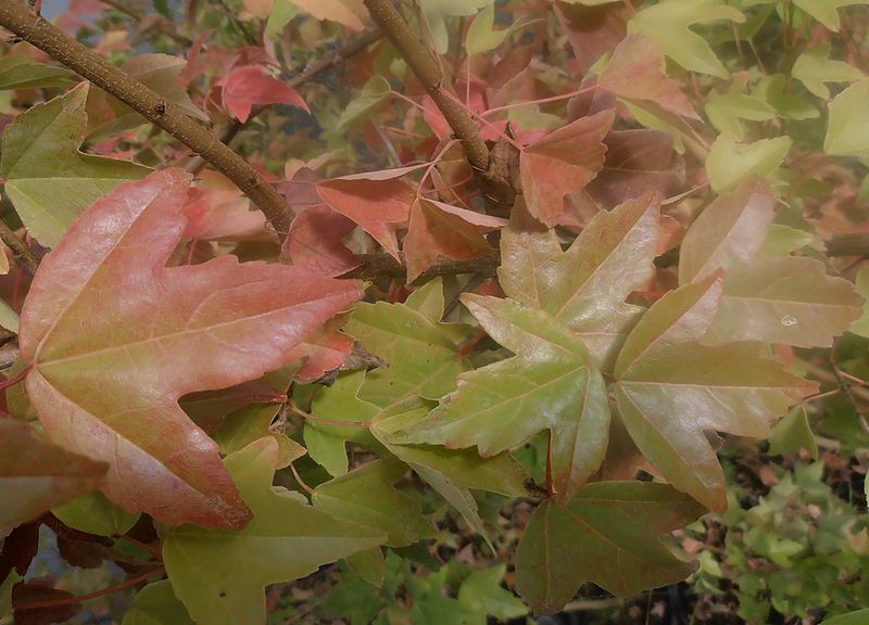 File:Acer buergerianum automne foliage.jpg