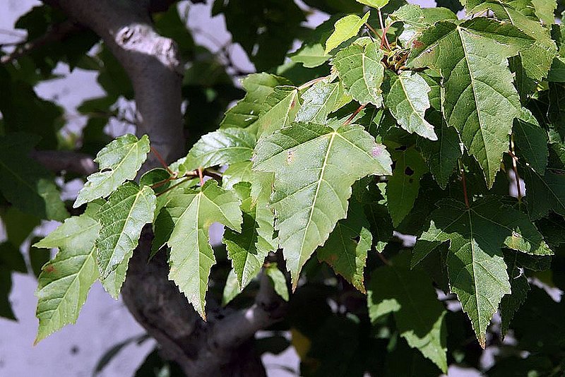 File:Acer ginnala 15zz.jpg