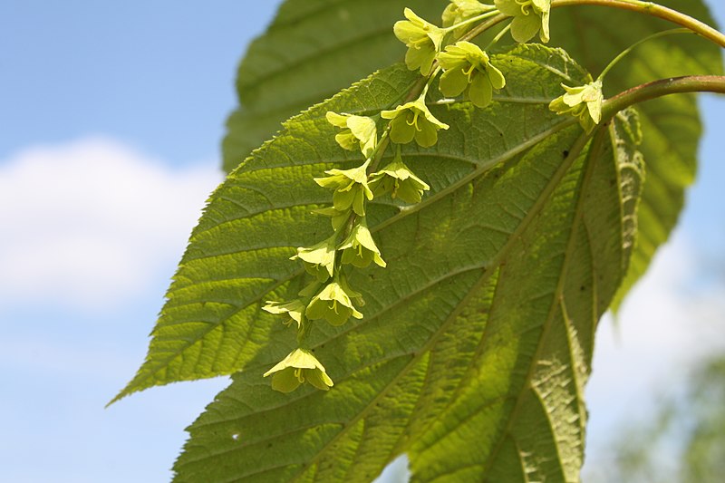 File:Acer pensylvanicum flowers.JPG