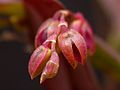 Acianthera auriculata flower