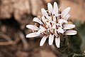 Acourtia nana - Flickr - aspidoscelis.jpg