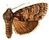 Acronicta haesitata.JPG