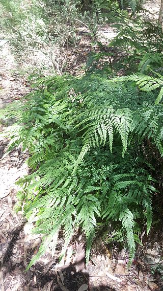 <i>Adiantum formosum</i> Species of fern