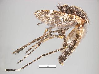 <i>Aedeomyia catasticta</i> Species of insect