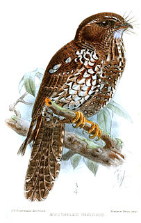 <span class="mw-page-title-main">Feline owlet-nightjar</span> Species of bird