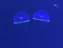 加茂水族館で展示されているオワンクラゲの発光