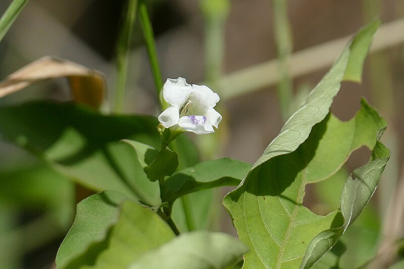 File:African Coromandel (Asystasia intrusa) (53021715149).jpg