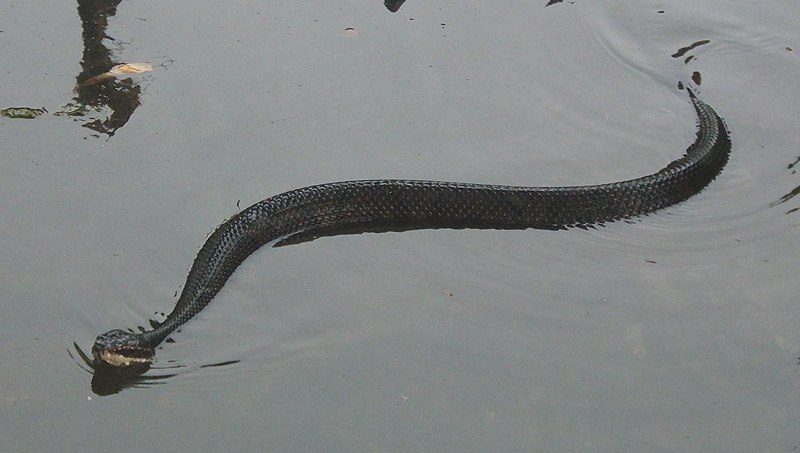 Colorado woman 'terrified' to discover 4-foot snake slither out of