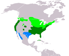 район на гнездене (зелено), на зимуване (синьо) и на уседнал живот (маслинено)