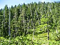 With Picea sitchensis and Tsuga heterophylla, Chichagof Island, Alaska