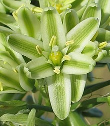 Albuca bracteata.jpg