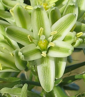 <i>Albuca bracteata</i> Species of flowering plant