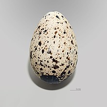 Uovo di Alca torda.