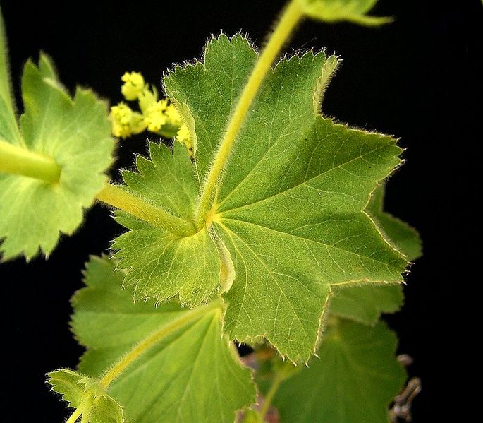 File:Alchemilla mollis ies.jpg