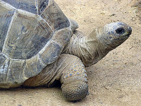 Tập_tin:Aldabra.giant.tortoise.arp.jpg