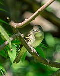 Thumbnail for File:Alder flycatcher (10776).jpg