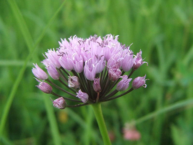 File:Allium angulosum 2010.08.18.JPG