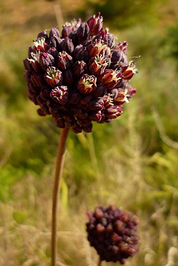 Allium melananthum02.jpg