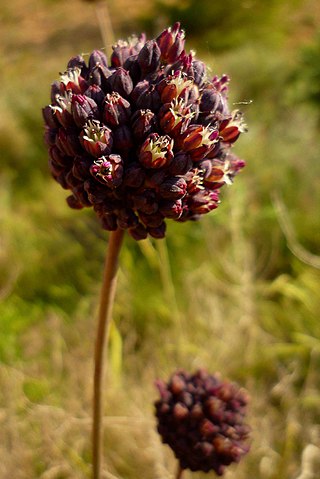 <i>Allium melananthum</i> Species of plant in the genus Allium