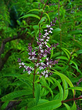 Beschrijving van de afbeelding Aloysia citriodora 002.jpg.