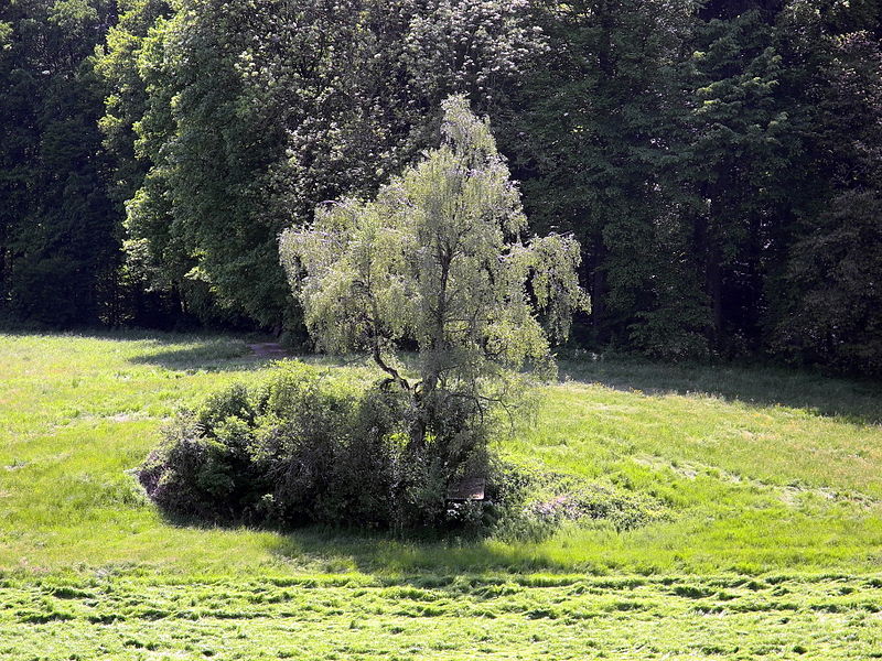 File:Altberg 2012-05-13 15-19-42 (P7000).JPG