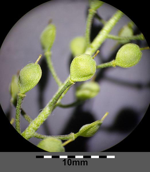 File:Alyssum montanum subsp. gmelinii sl14.jpg