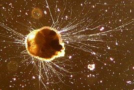 Live foraminifera Ammonia tepida (Rotaliida)