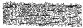 Fig 29. Portion of Hair affected with small-spored or "mosaic" variety of fungus (Microsoporn Audouni). Stained by Morris's method. 300x