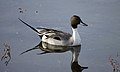 * Nomination Northern Pintail (Anas acuta). --Basar 05:56, 2 January 2010 (UTC) * Promotion Good - Darius Baužys 08:11, 2 January 2010 (UTC)