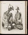 Anatomical illustrations showing muscles & bones of the back Wellcome L0049936.jpg