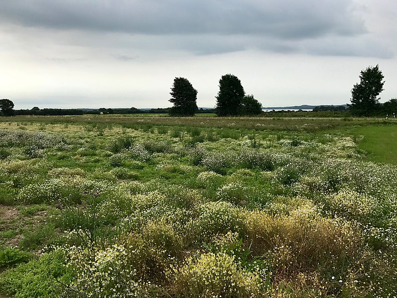 File:Anbau von Wildkräutern an der Schlei.jpg