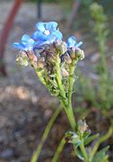 Anchusa capensis kz1.jpg