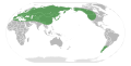 Range of the genus Androsace
