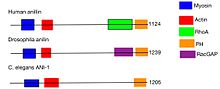 The domains found in anillin across species Anillin.jpg