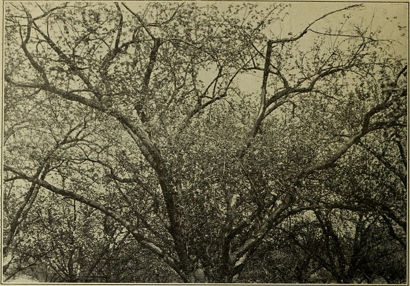 File:Annual report of the Fruit Growers' Association of Ontario, 1914 (1915) (19364294135).jpg