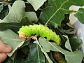 Thumbnail for File:Antheraea pernyi 6th instar 10 sjh.JPG